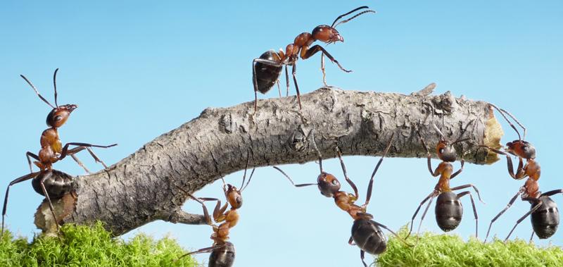 Ants on bridge