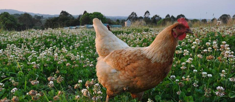 Aussie egg producer uses Kiwi solution for origin authenticity