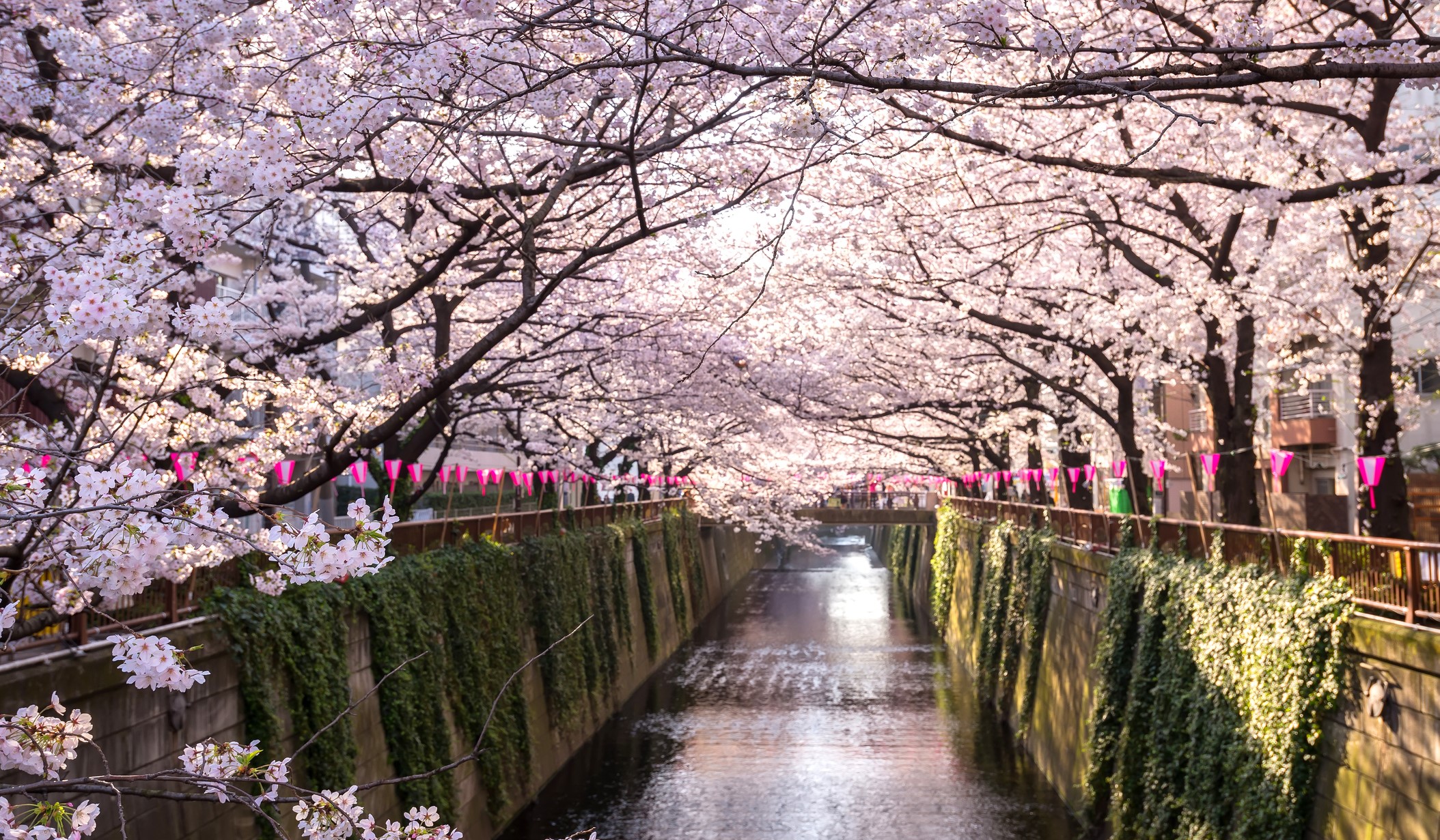 Tokyo Blossom (2)