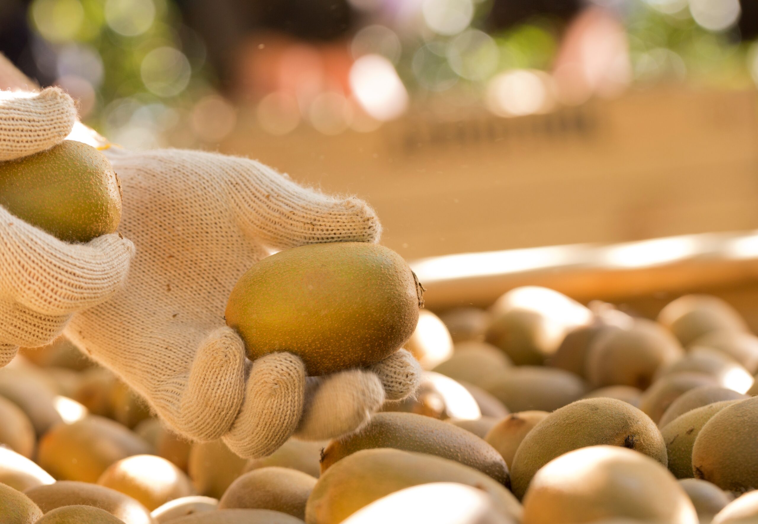 Kiwifruit Gold harvest (HR) (2)