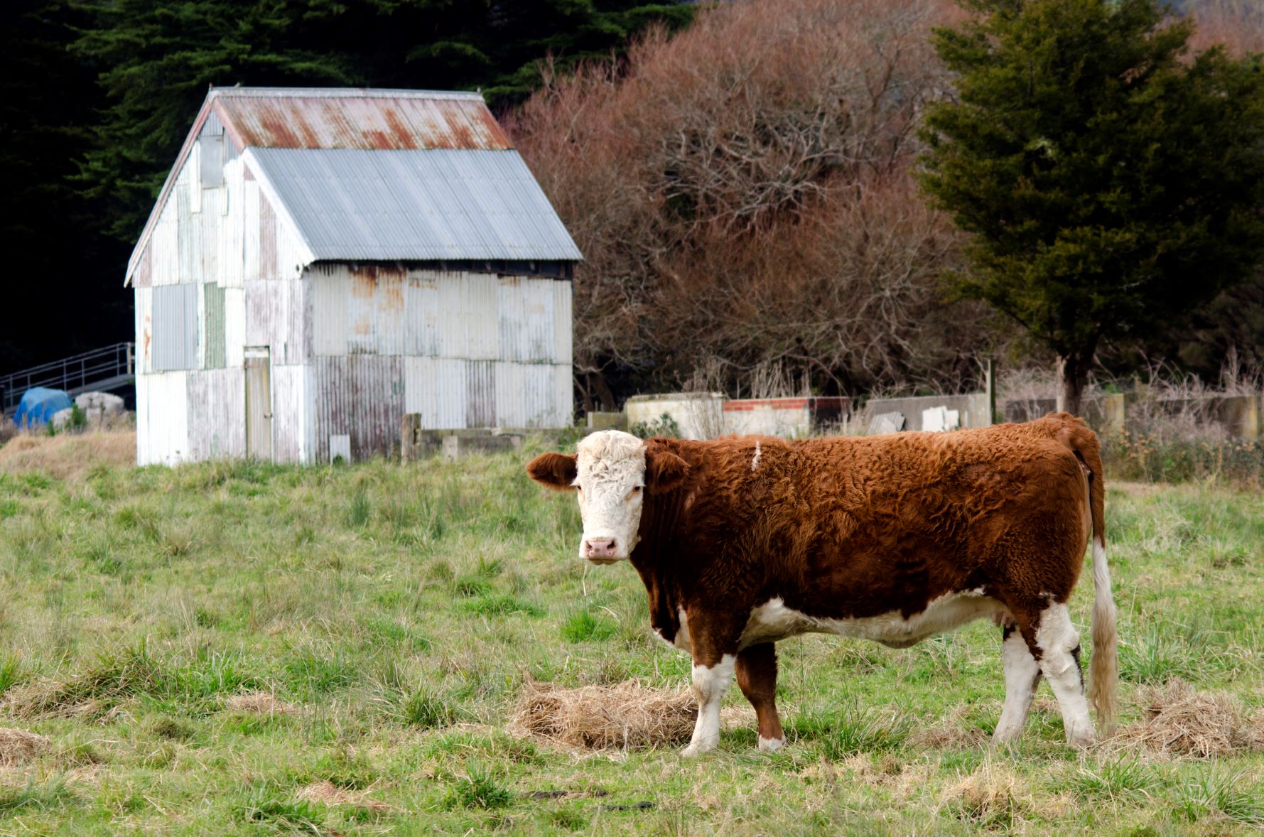 Steer bull sml